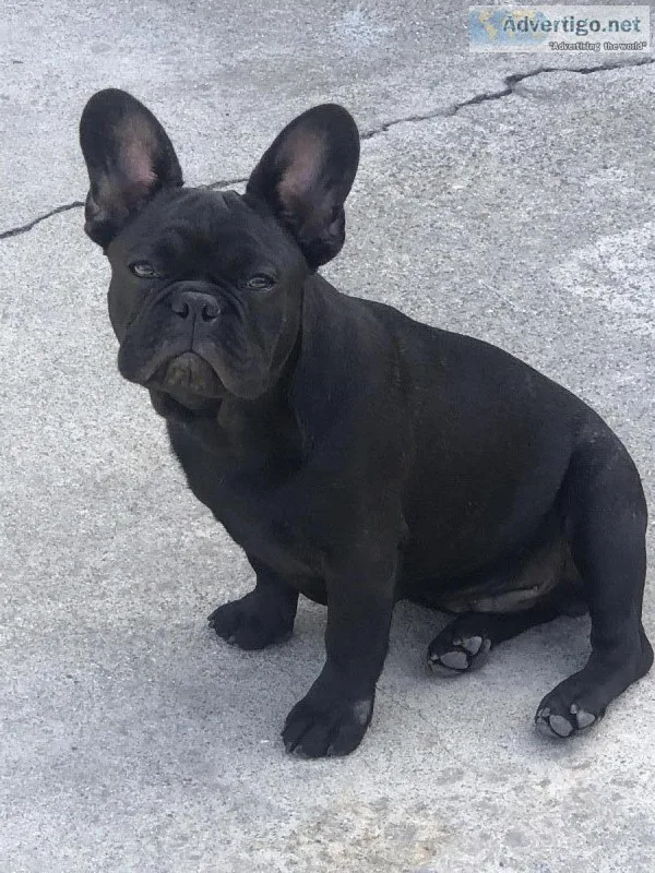 Beautiful Male Frenchie