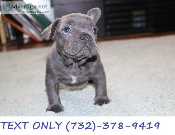 lovely French bulldog puppies for sale