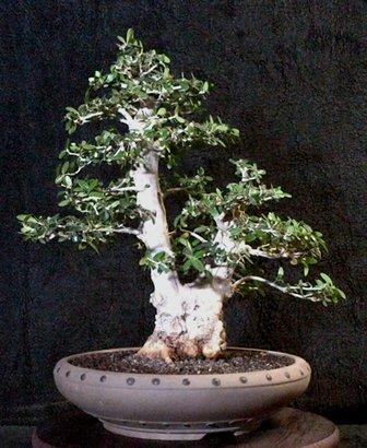 BONSAI SHOW - 2020 - APRIL 4-5