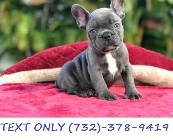 Beautiful West French Bulldog Puppies ( AKC Registered )