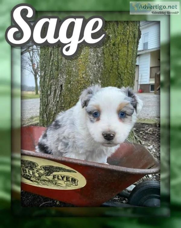 Sage Female Australian Shepherd