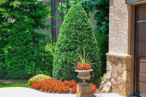 Holly Trees