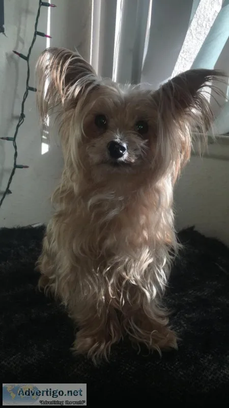 Yorkshire Terrier