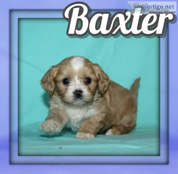 Baxter Male Cavapoo