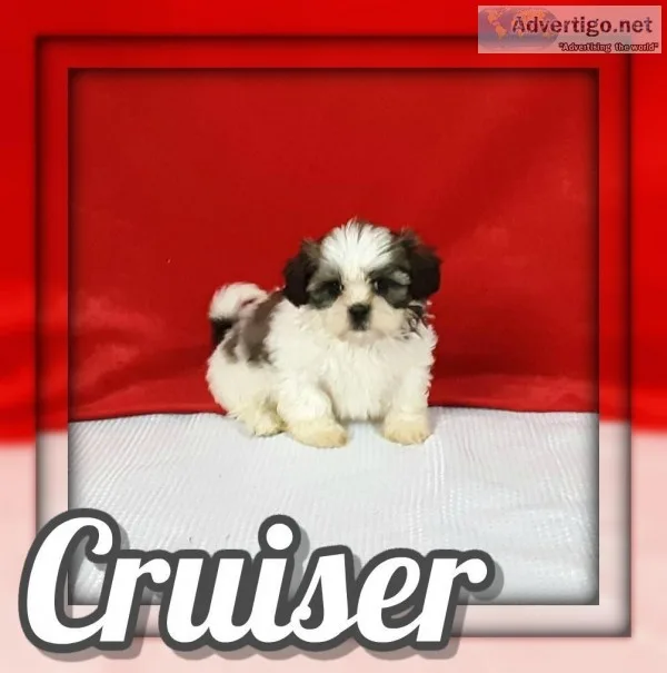 Cruiser Male Shihtzu