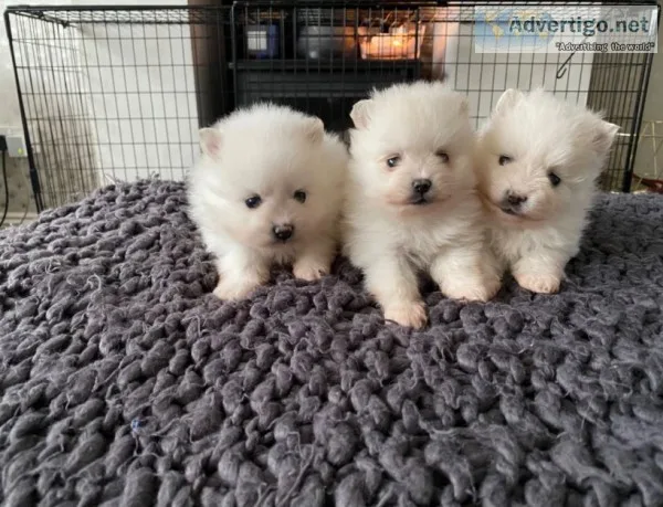 Gorgeous pomeranian puppies available fo