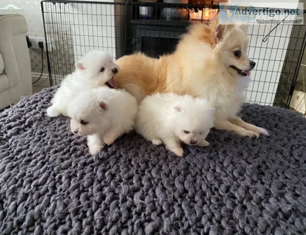 Gorgeous pomeranian puppies available fo