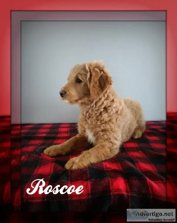 Roscoe Male Mini Goldendoodle