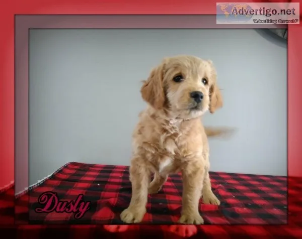 Dusty Male Mini Goldendoodle