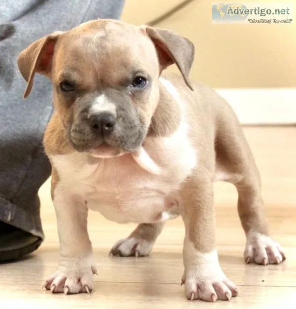American Billy pups