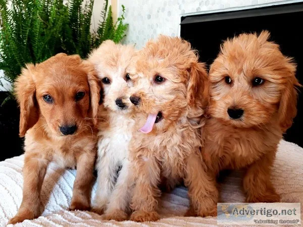 Beautiful F1B Mini Goldendoodle Puppies - Ready TODAY