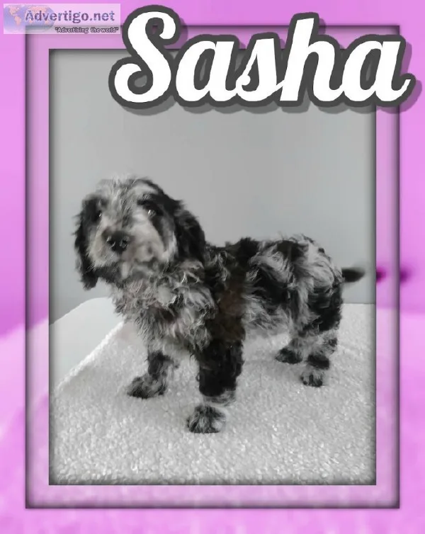 Sasha Female Mini Goldendoodle