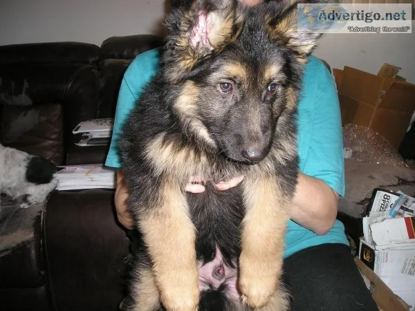 AKC GERMAN SHEPHERD PUPS MALE AND FEMALE HUGE