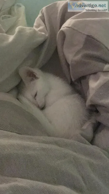 Kitten