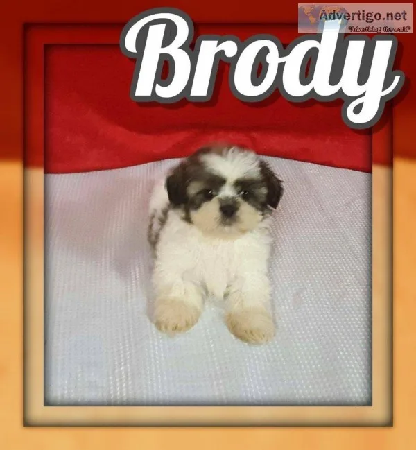 Brody Male Shihtzu