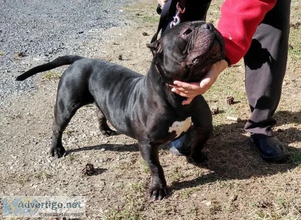 Exotic Bully Male