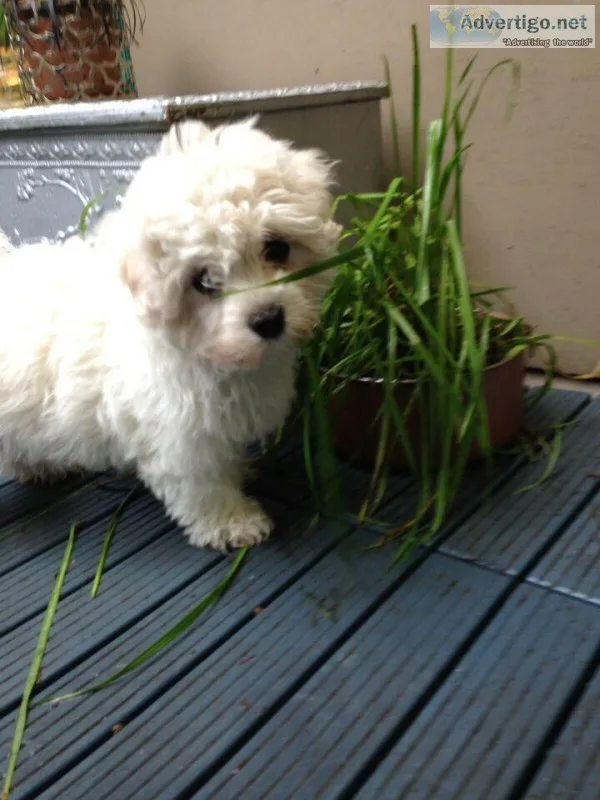 Puppies maltese