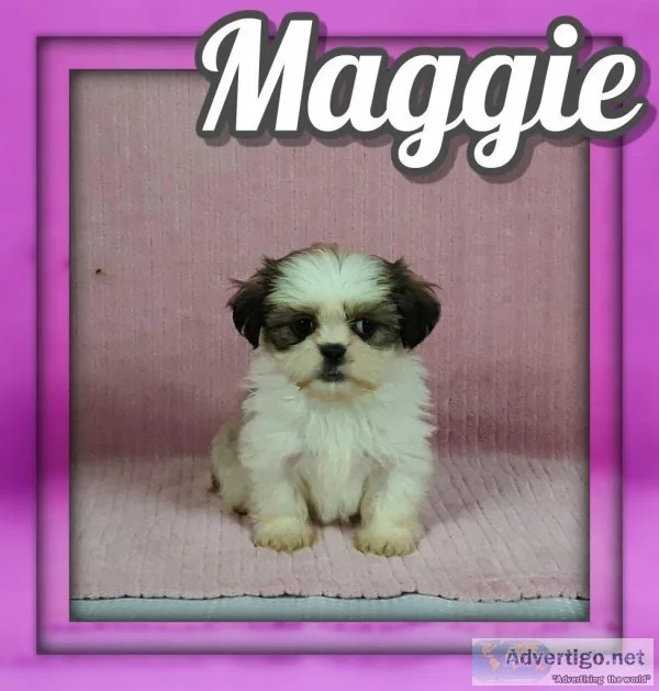 Maggie Female Shihtzu