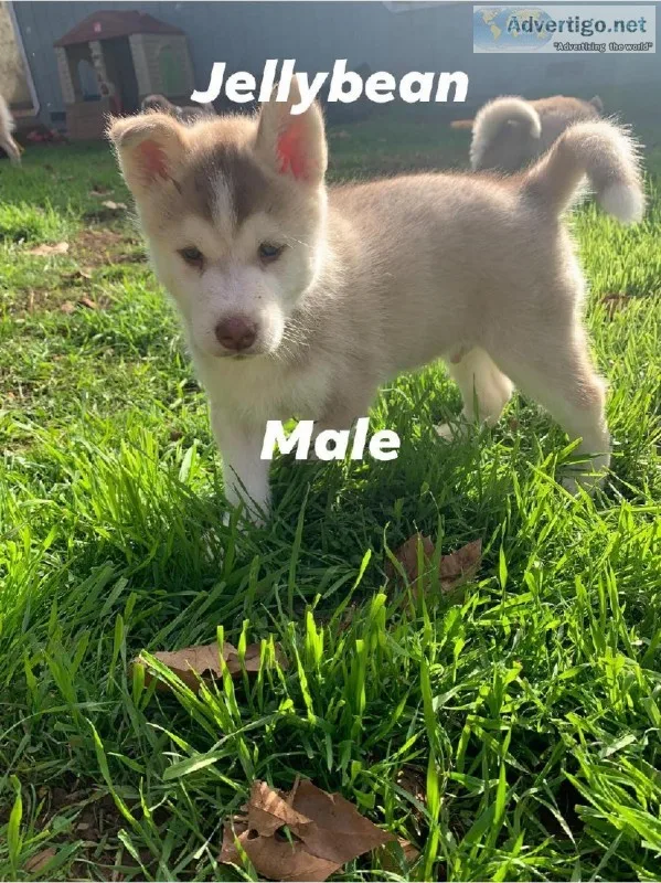 Husky puppies