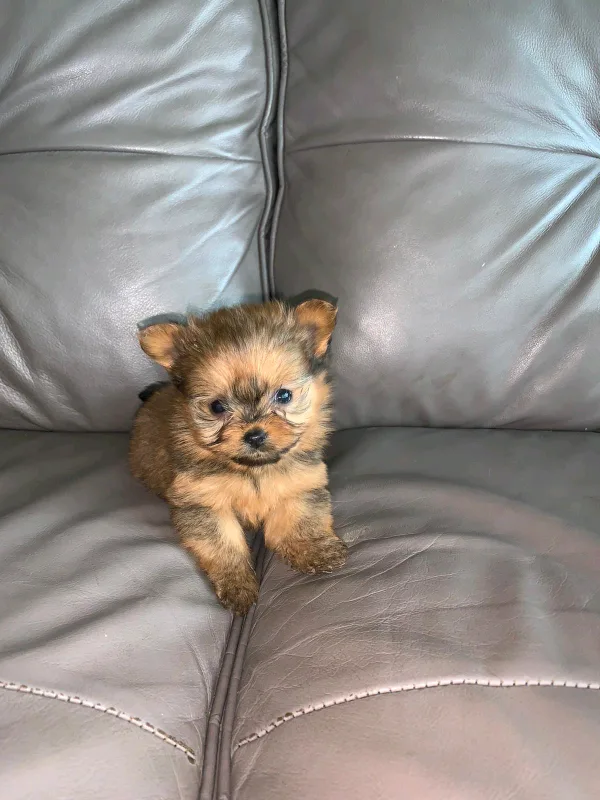 I have beautiful Teacup Yorkie mix Pomeranian puppy.