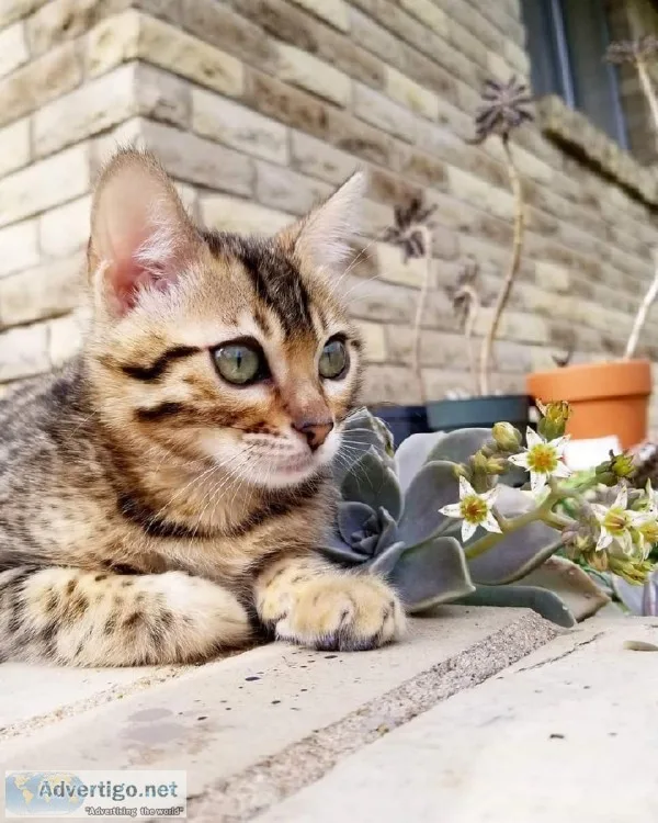 Stunning SBT bengal female