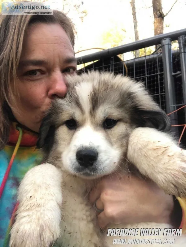 Great Pyrenees Puppies