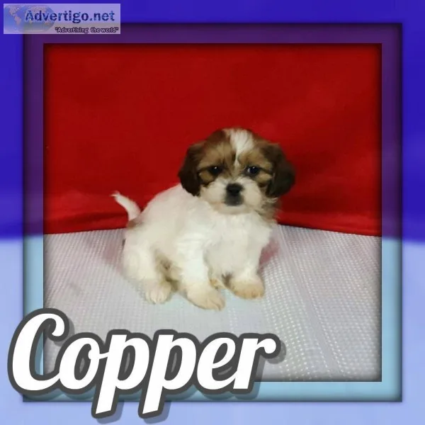 Copper Male Shihtzu