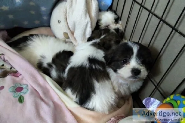 ShihTzu Pups Mix Look more ShihTzu