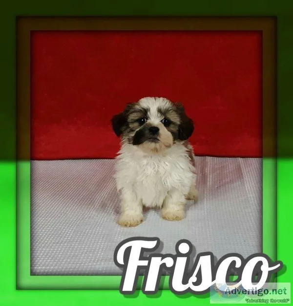 Frisco Male Shihtzu
