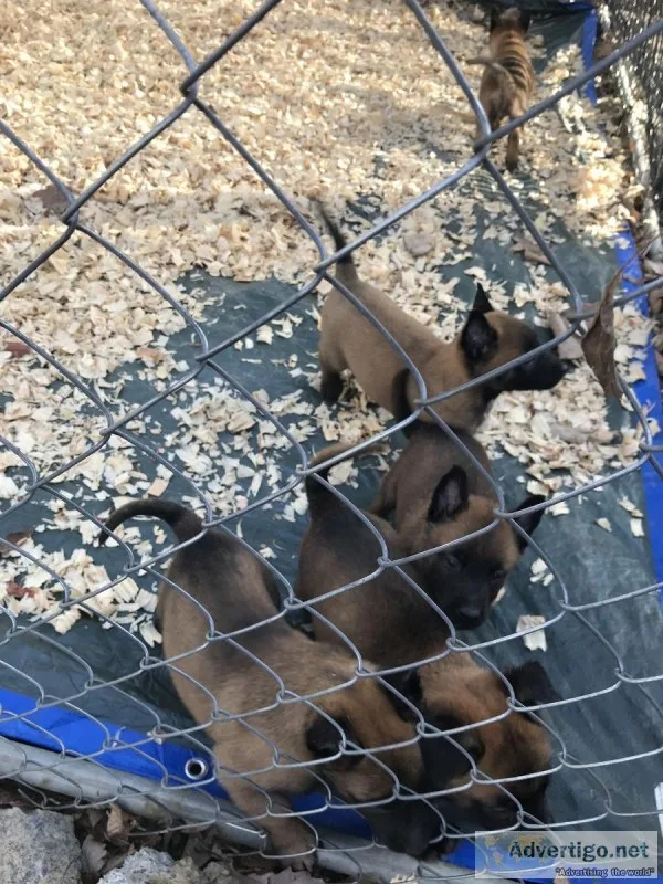 Belgian malinois puppies