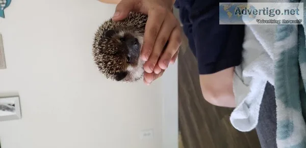 Hedgehog