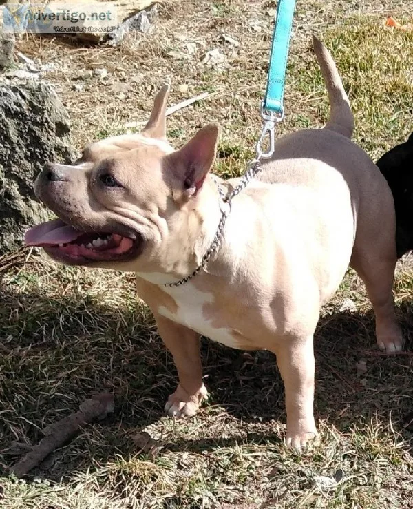 Female Bullie