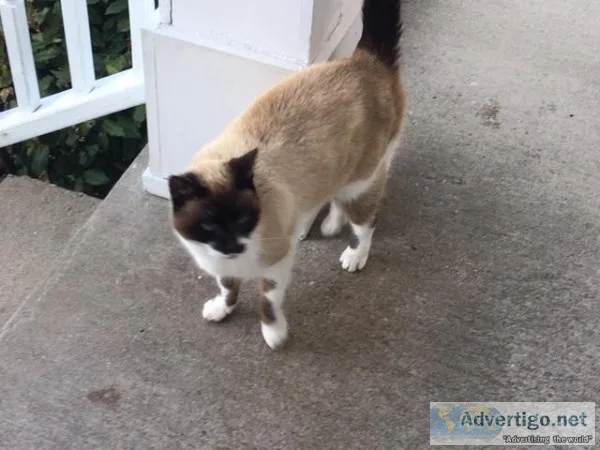 Free Cats to good home
