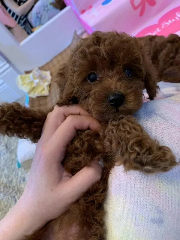 Beautiful Toy Poodle Puppies