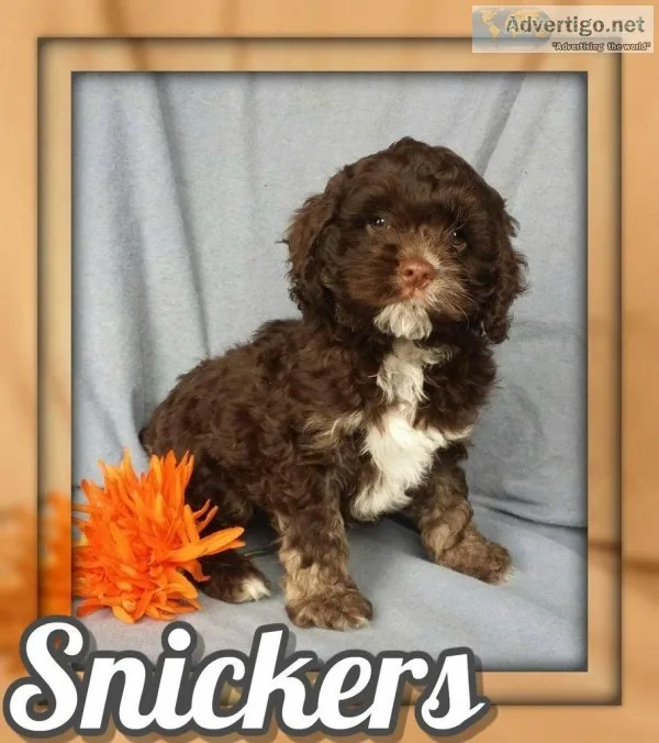 Snickers Male Cockapoo