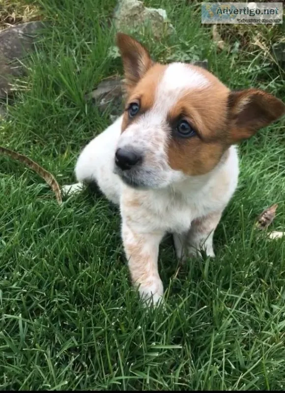 Australian Queensland Heeler Puppies