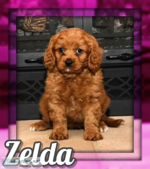 Zelda Female Cavapoo