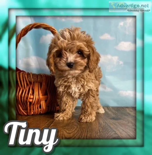 Tiny Male Cockapoo