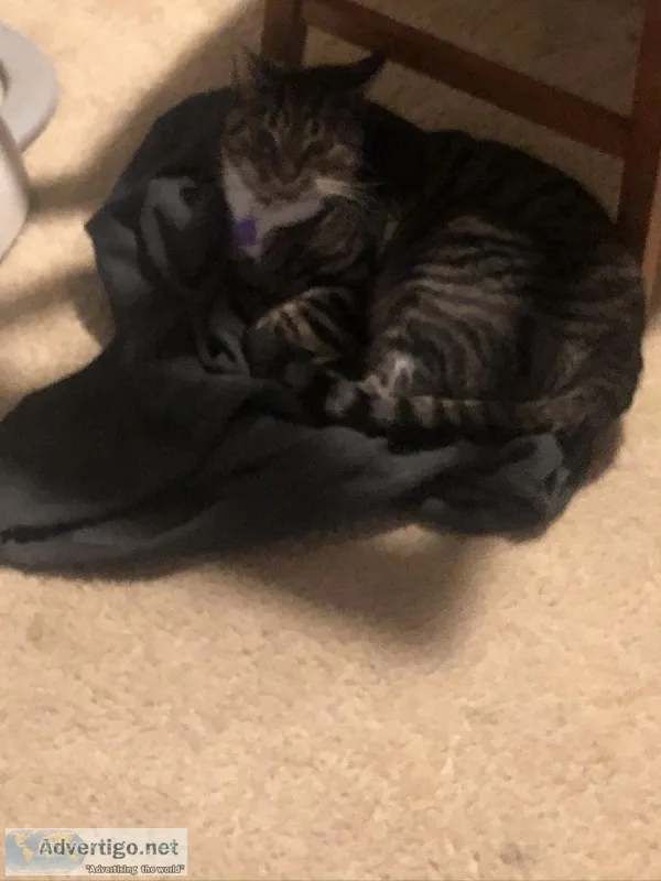 Cats&mdashLooking for a Loving Home