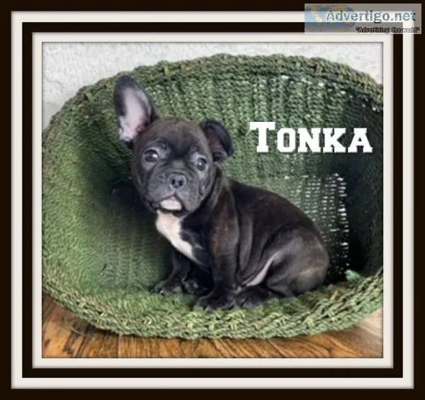 Tonka Male 78 French Bulldog