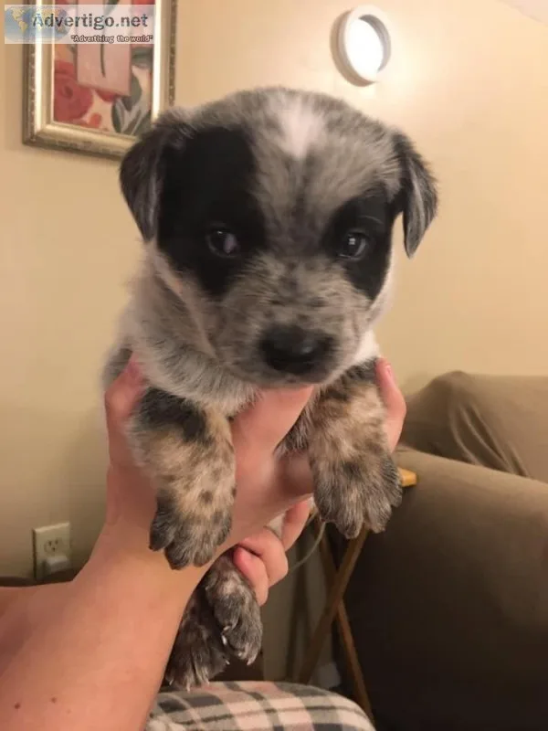 QUEENSLAND HEELER PUPPIES