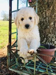 Goldendoodle