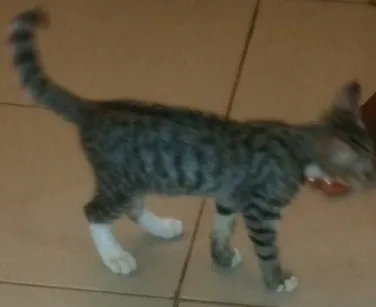 Adorable silver Bengal Kittens