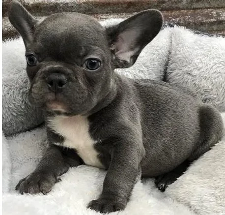Adorable French bulldog puppies