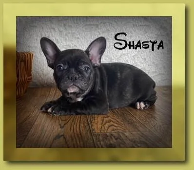 Shasta Female 78 French Bulldog