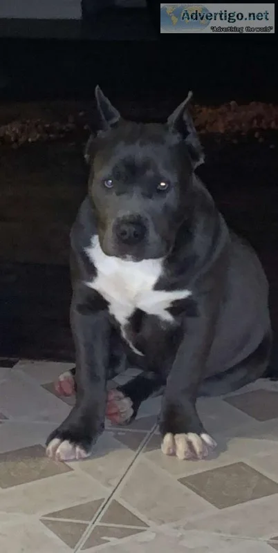 Female blue Pitbull