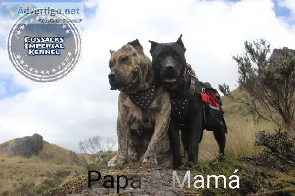 Puppies of Dogo Canario ( Presa Canario )