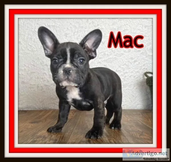 Mac Male 78 French Bulldog