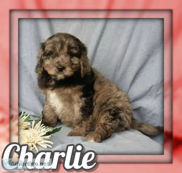 Charlie Male Cockapoo