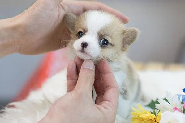 Cheap Puppies for Sale